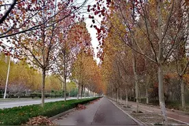孟冬，走近梧桐图片