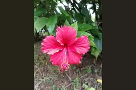 读诗‖望江南图片