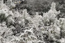 寒潮天气持续！贵州22县域出现降雪或雨夹雪图片