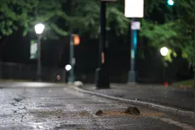 美国纽约老鼠泛滥成灾 政府高薪招聘“灭鼠总管”图片