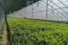 开封通许县邸阁乡：“芹”能致富 菜田飘香图片