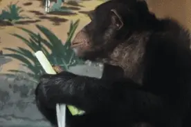 动物给自己疗伤，用药一个比一个猛图片