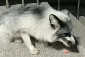 哈尔滨一小狐狸现身森林消防营区，当地不断加强野生动物保护力度图片