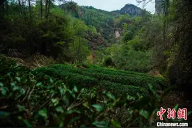 借中国传统制茶技艺申遗成功“东风”福建老茶农再遇新机遇图片