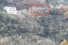 养殖户鸡鹅疑遭金雕偷吃，林业局：若属实可获赔偿图片