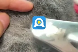 女孩制作羊毛毡仿真小猫月入过万 订单已排到3年后图片