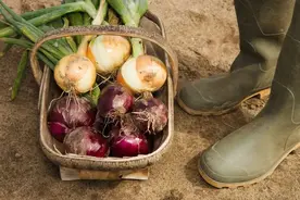 它是可以吃的“心脏支架”，生吃熟吃营养大不同！今天终于明白了图片