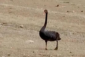 “我要飞得更高”野生黑天鹅给家养大白鹅当“教练”图片