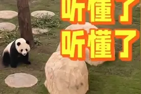 卡塔尔小王子用四川话召唤大熊猫图片