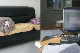 女子单位加班因太冷把羽绒服给狗子穿：它感冒得万八千，我感冒二百就行图片