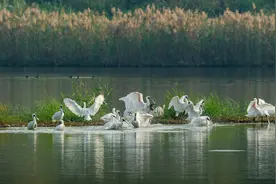 广东迎越冬候鸟迁徙高峰图片
