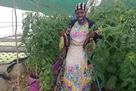 非洲女子在难民营巧用太阳能和“水培法”种植数千种蔬菜水果图片