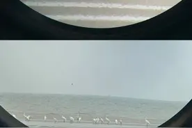 这14只比大熊猫还珍贵的小鸟背后，有10亿个爱剁手的赞助人撑腰图片