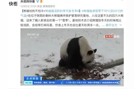 能承受零下10℃到20℃的气温！熊猫冬季最活跃图片