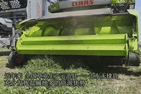 盐碱地上长出致富草图片