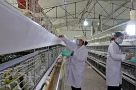 毕节纳雍：村级蛋鸡养殖场带动群众就业增收图片