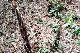 新奇！桃江冬笋早早破土 比往年提早两三个月图片