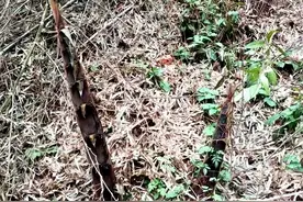 桃江：新奇！冬天长出了“春笋”图片