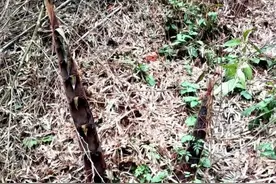 新奇！桃江冬笋早早破土 比往年提早两三个月图片
