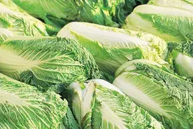 倾听青未了｜晚菘之美味图片