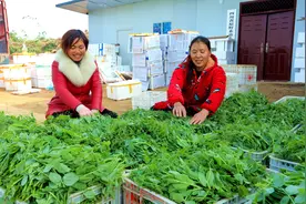 仁寿汪洋镇联系村：200亩豌豆尖喜获丰收 农闲空地变“菜篮子”图片