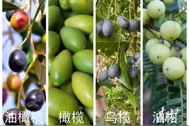 “橄榄十问”之一：油橄榄、橄榄、乌榄、油柑，傻傻分不清？图片