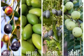 “橄榄十问”之一：油橄榄、橄榄、乌榄、油柑，傻傻分不清？图片