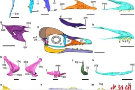鸟类头骨如何演化出可动性功能？中国科学家最新研究揭秘图片