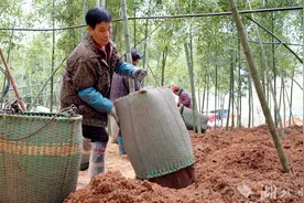 价格上涨10多倍！崇阳雷竹冬笋新鲜上市图片