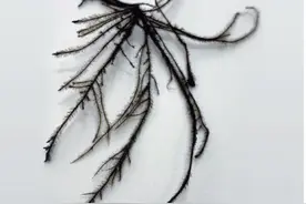 猪笼草属的秘密丨植物界的食荤者图片