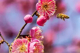 梅花香自苦寒来图片