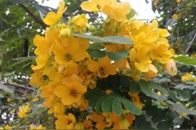 孟婆汤图片