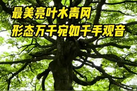 你好，树先生｜最美亮叶水青冈，形态万千宛如“千手观音”图片