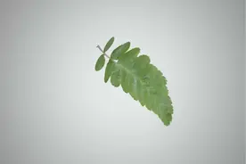 浙大科研团队破解菠菜“能量密码”成果登上《自然》杂志图片