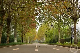 身边美景 梧桐扮靓冬日城市图片