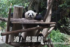 生物多样性之美｜天下“滚滚”一个样？成都大熊猫基地“熊脸识别”让国宝也“刷脸”图片