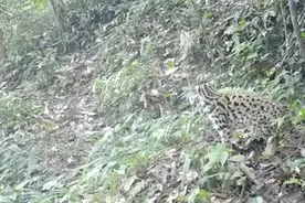 又萌又凶！红外相机捕捉到豹猫首次现身张家界丛林图片