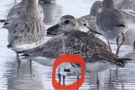 时隔6年再次被目击~来看看这只大滨鹬的环志故事图片