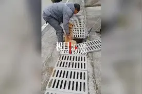 “看热闹”的狗狗被塞进下水道引线穿管，主人：见过它钻下水道捉老鼠图片