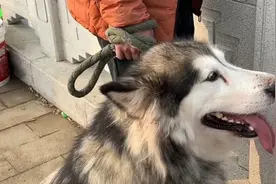 果然视频｜阿拉斯加陪主人来钓鱼，东张西望对鱼不感兴趣图片