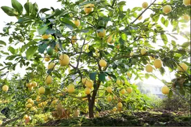 院士推荐柠檬泡水应对无症状感染 四川安岳柠檬引发网友关注图片
