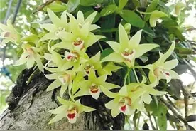 石斛花开图片