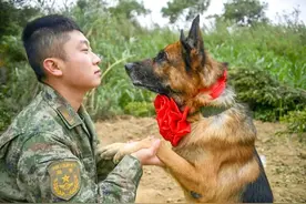 军犬雪豹，退役图片