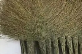 藏在村子里的非遗扫帚，每年能卖20万把图片