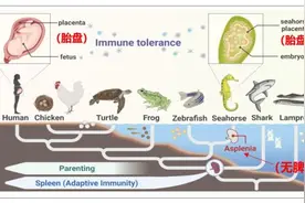 海马基因点突变导致“脾脏丢失”与“雄性怀孕”的协同进化机制取得进展图片