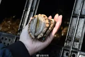 鲍鱼，濒危图片