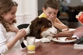 到底可不可以给狗狗喂剩饭？图片