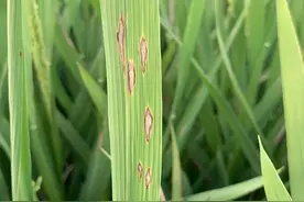 小农户如何应对农业有害生物？多位专家共论综合治理方案图片