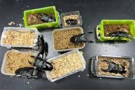 广州海关：查获8只活体甲虫图片