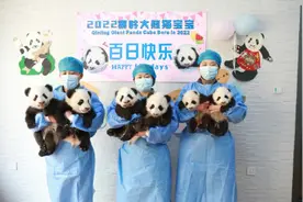 2022级秦岭大熊猫宝宝迎来百天 6只萌宝萌萌同框亮相快来围观图片